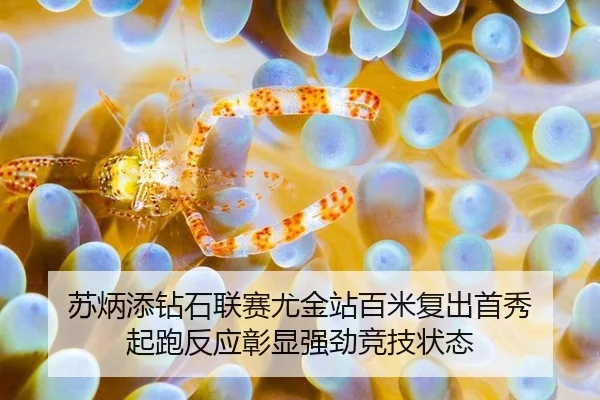 su-bing-tian-zuan-shi-lian-sai-you-jin-zhan-bai-mi-fu-chu-shou-xiu-qi-pao-fan-ying-zhang-xian-qiang-jing-jing-ji-zhuang-3-453.jpg