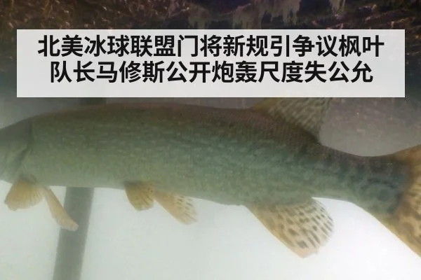 北美冰球联盟门将新规引争议枫叶队长马修斯公开炮轰尺度失公允